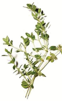 sprig of thyme
