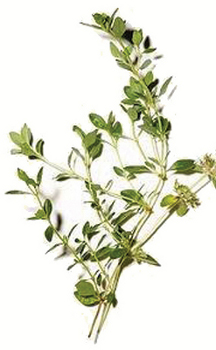 The Sprig of Thyme